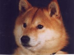 picture of dog