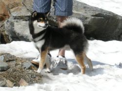 picture of dog