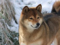 picture of dog