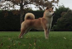 picture of dog
