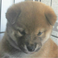 picture of dog