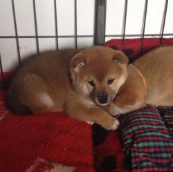 picture of dog