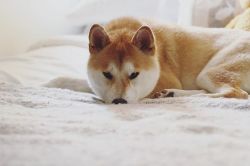 picture of dog