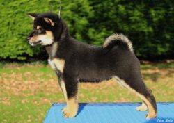 picture of dog