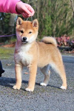 picture of dog