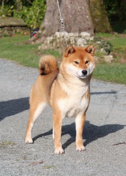 picture of dog