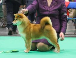 picture of dog