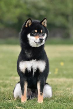 picture of dog