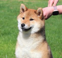picture of dog
