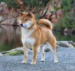 picture of dog