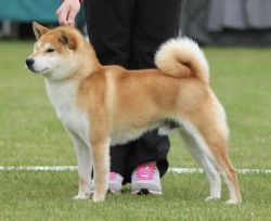 picture of dog
