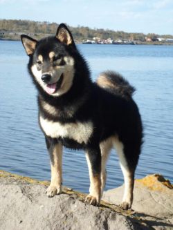 picture of dog