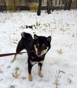 picture of dog