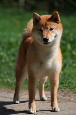 picture of dog