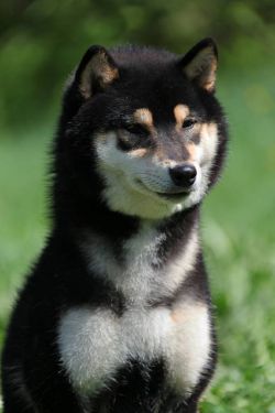 picture of dog