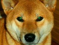 picture of dog