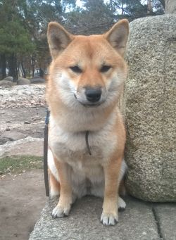 picture of dog