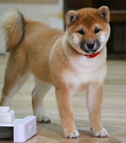picture of dog