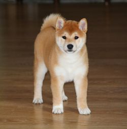 picture of dog
