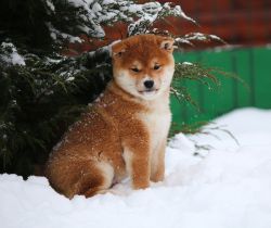 picture of dog