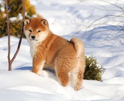 picture of dog