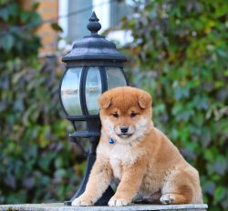 picture of dog