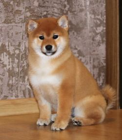 picture of dog