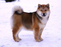 picture of dog