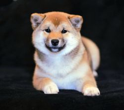 picture of dog
