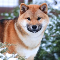 picture of dog