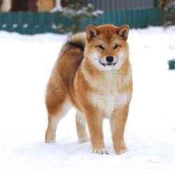 picture of dog
