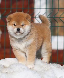 picture of dog