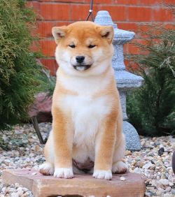 picture of dog