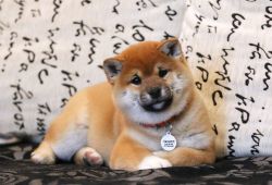 picture of dog