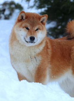 picture of dog