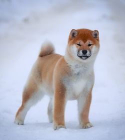 picture of dog
