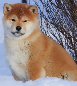 picture of dog