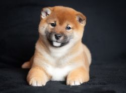 picture of dog