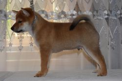 picture of dog