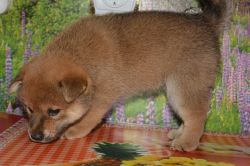 picture of dog