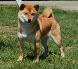 picture of dog