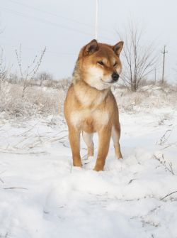 picture of dog