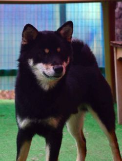 picture of dog