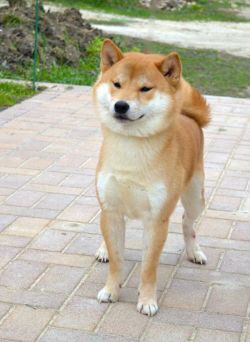 picture of dog