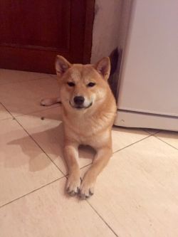 picture of dog