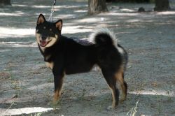 picture of dog