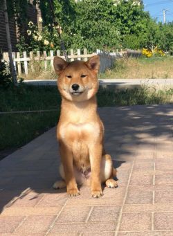 picture of dog