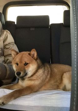picture of dog