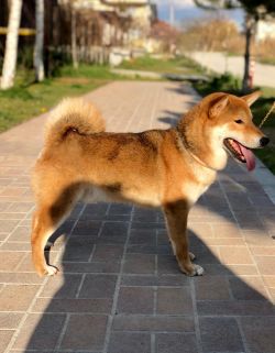 picture of dog