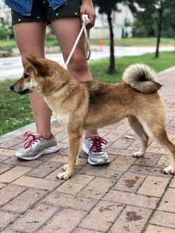 picture of dog